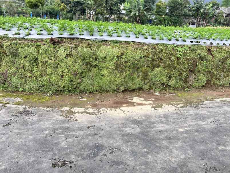 tanah 400m view hutan pinus kemuning karanganyar