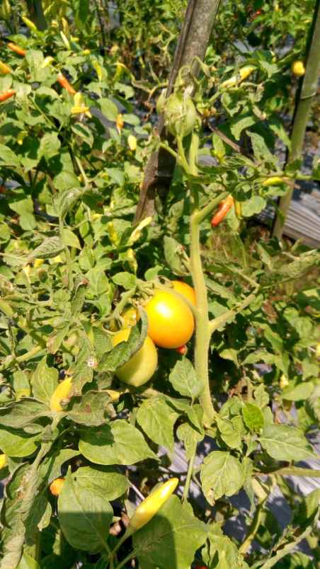 tanah daerah daerah ciater subang view bagus