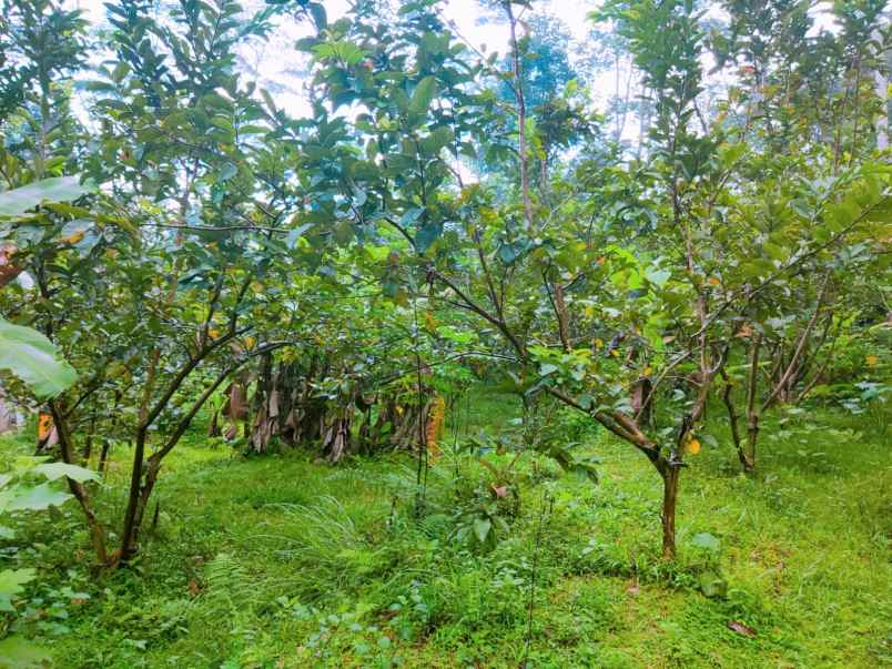 tanah di kota wisata ngargoyoso 1000m2 hanya 200 juta