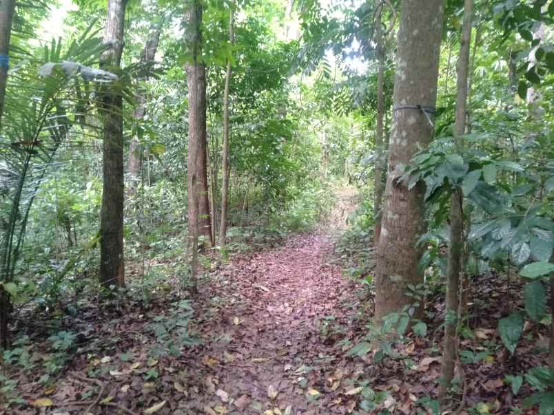 tanah dijual cepat shm