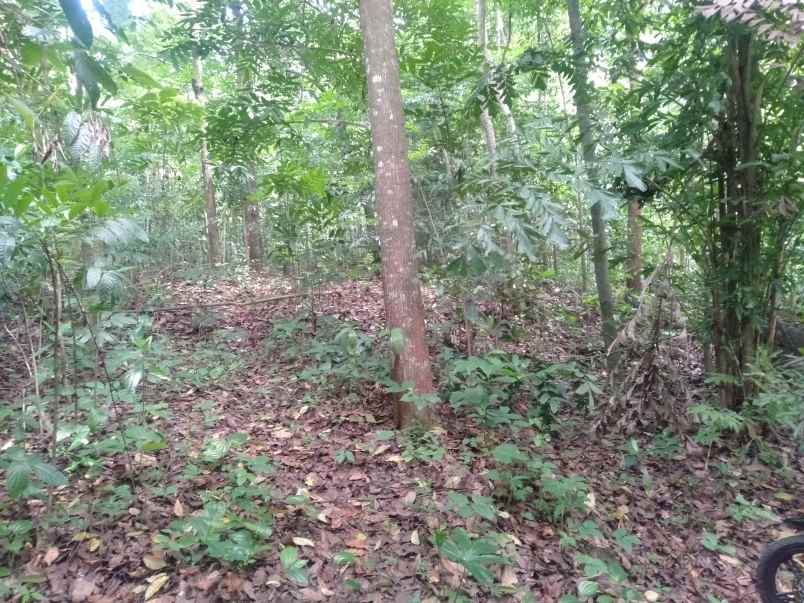 tanah dijual cepat shm