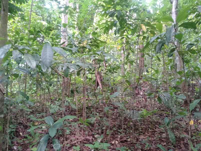 tanah dijual cepat shm