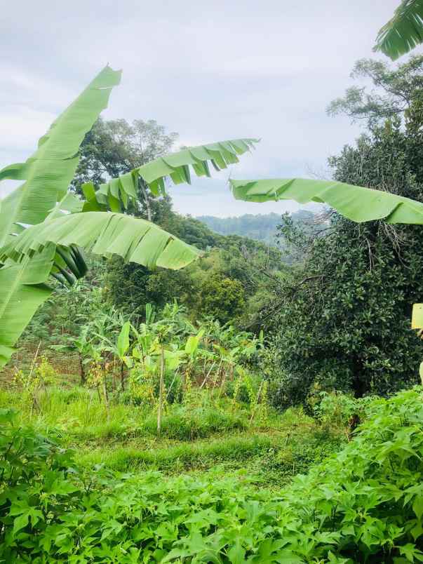 tanah jl sindanglaya desa