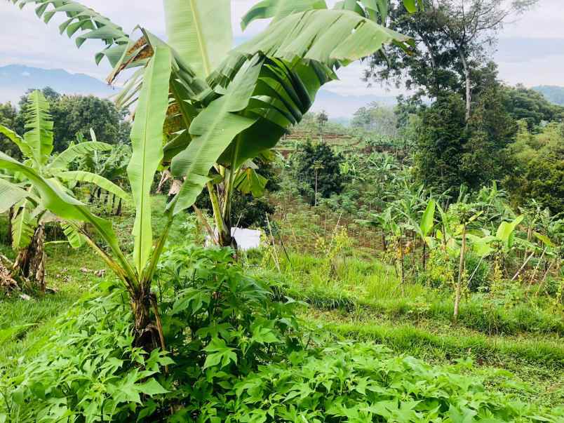 tanah jl sindanglaya desa