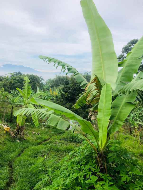 tanah jl sindanglaya desa