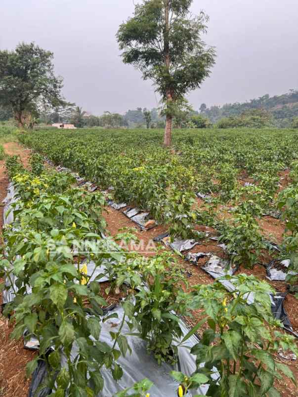 tanah kebun 3hektar di rancabungur bogor uun