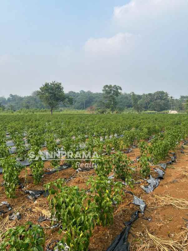 tanah kebun 3hektar di rancabungur bogor uun