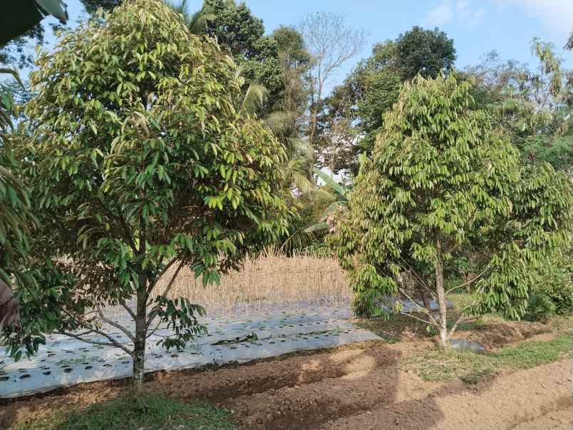 tanah kebun produktif dekat sungai sagalaherang subang