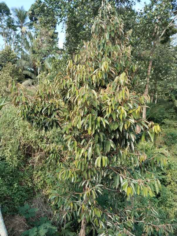tanah kebun produktif dekat sungai sagalaherang subang