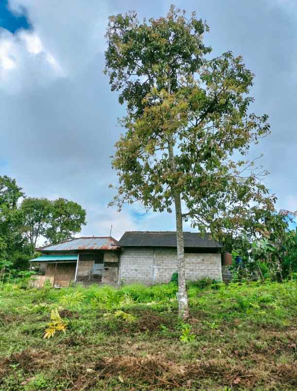 tanah kebun view jungle di kintamani bali
