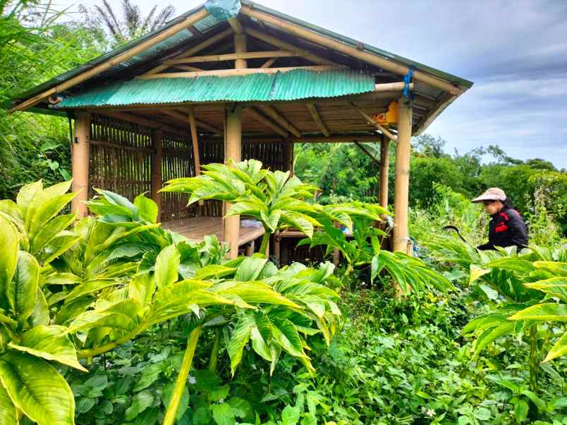 tanah kebun view jungle di kintamani bali
