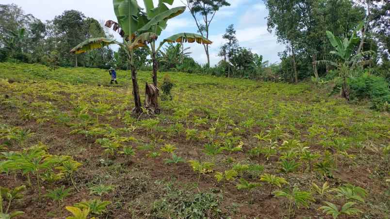 tanah kebun view jungle di kintamani bali