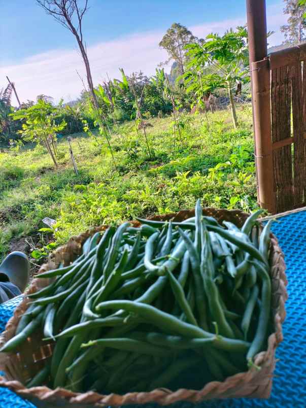 tanah kebun view jungle di kintamani bali