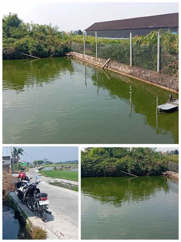 tanah kolam 2200m2 lokasi janti klaten 660jt nego