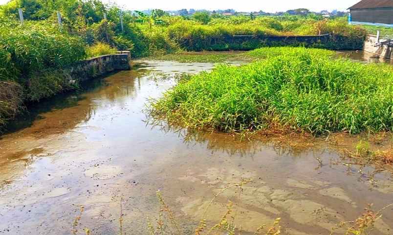 tanah kolam 2200m2 lokasi janti klaten 660jt nego