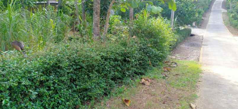 tanah ngadirejo mojogedang