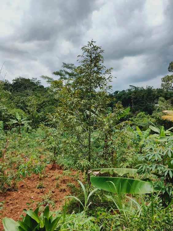 tanah tepi jl raya batujamus