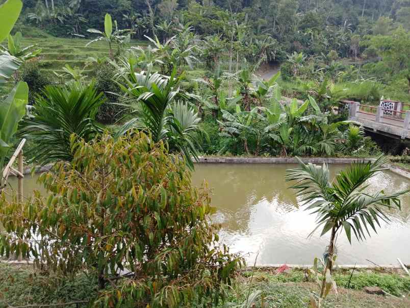 vila kolam ikan dekat sungai view bagus