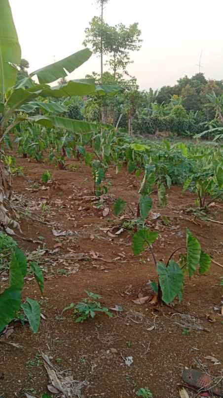 cijeruk bogor tajur halang tanah best view