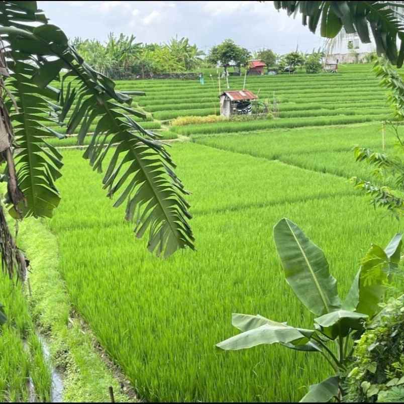 dijual 24 2 are jl letda ngurah putra renon denpasar