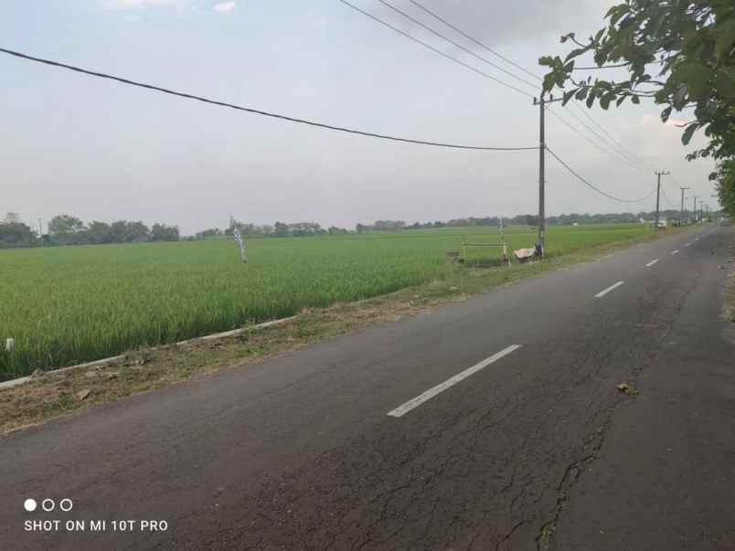 dijual cepat tanah sawah di balerejo kab madiun