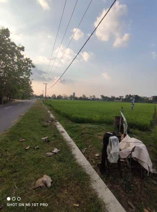 dijual cepat tanah sawah di balerejo kab madiun