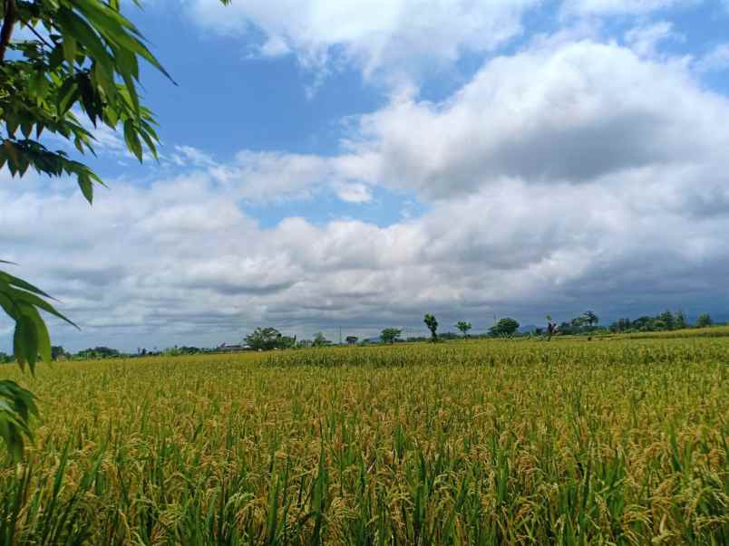 dijual sawah produktif 3500m kedawung sragen