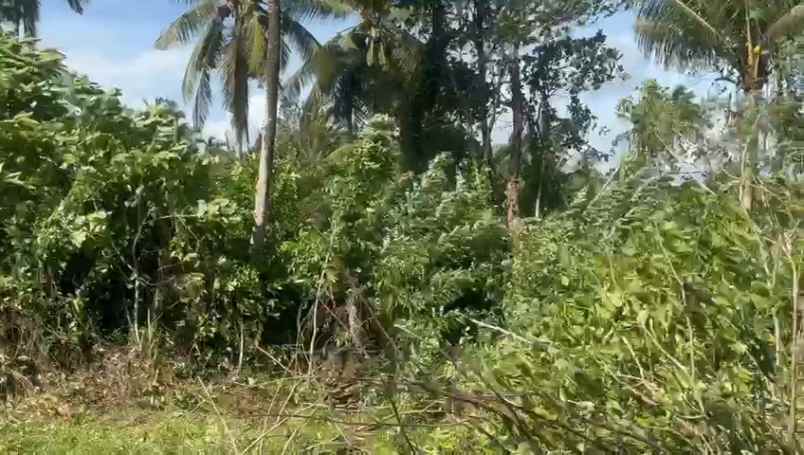 dijual tanah bonian selemadeg barat