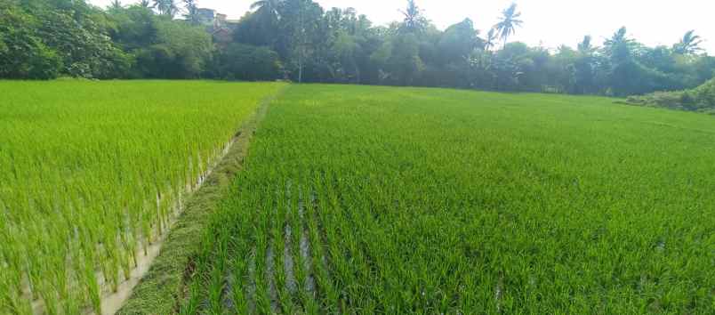 dijual tanah dijual tanah di kp meluar