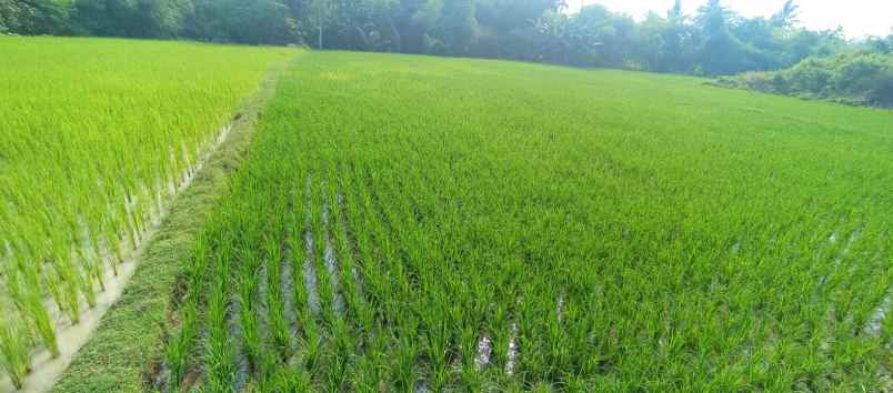 dijual tanah dijual tanah di kp meluar