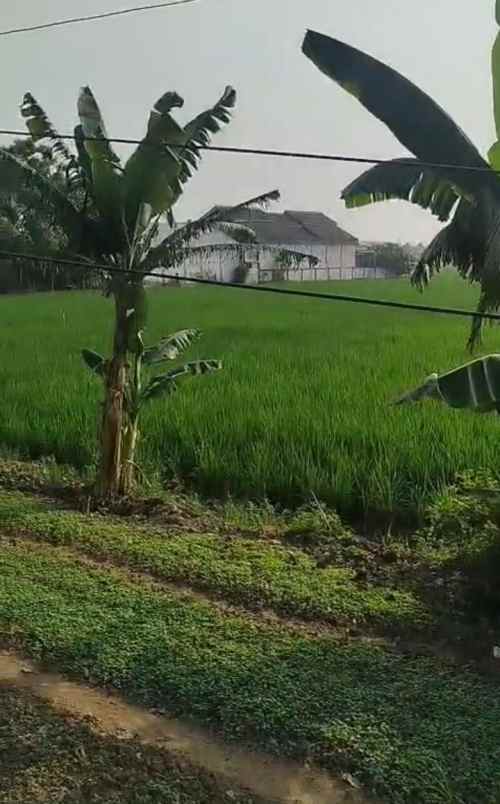 dijual tanah jalan pertamina babelan