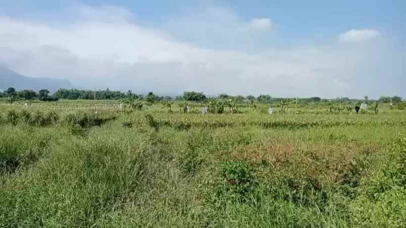 dijual tanah jl raya provinsi kembang