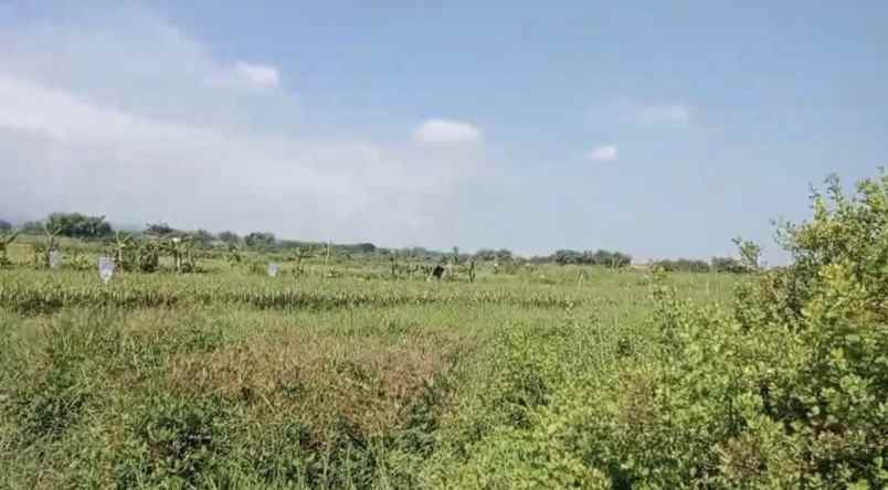 dijual tanah jl raya provinsi kembang