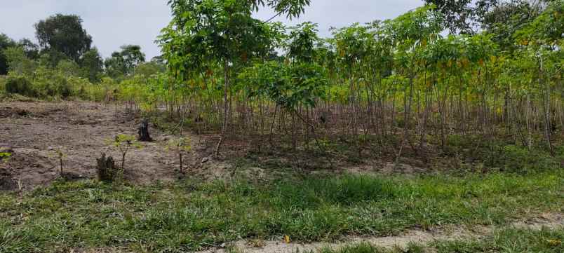 dijual tanah jl singgalang