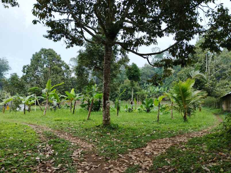dijual tanah kebun 7880 m2 di baturiti tabanan bali