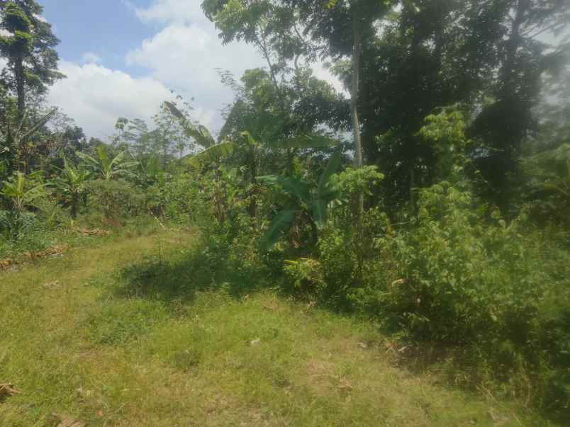 dijual tanah kebun akses jalan mobil