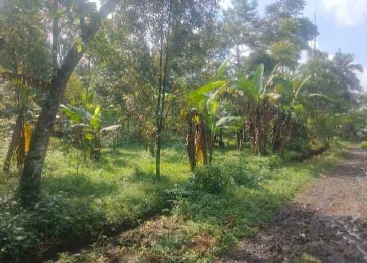 dijual tanah kebun pinggir jalan desa mobil truk masuk