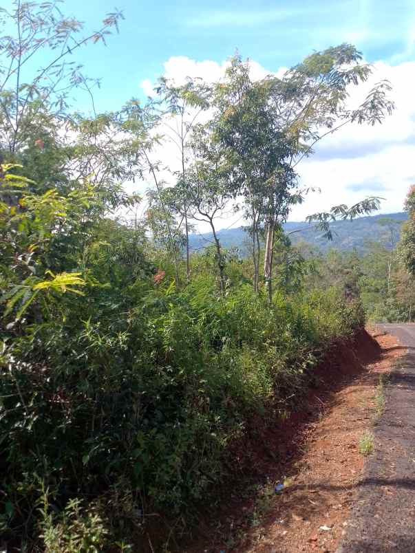 dijual tanah kebun produktif