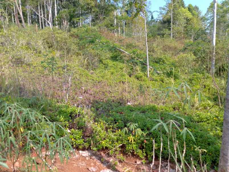 dijual tanah kebun produktif pinggir jalan
