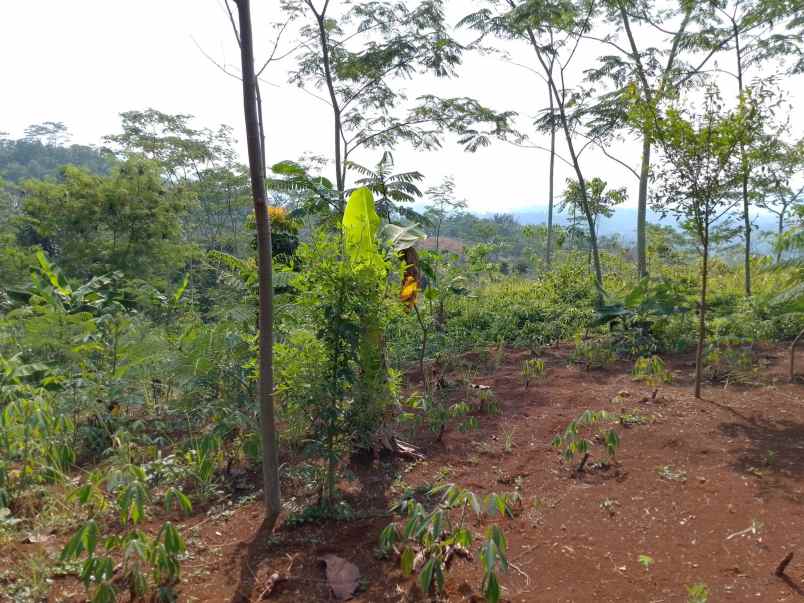 dijual tanah kebun produktif pinggir jalan