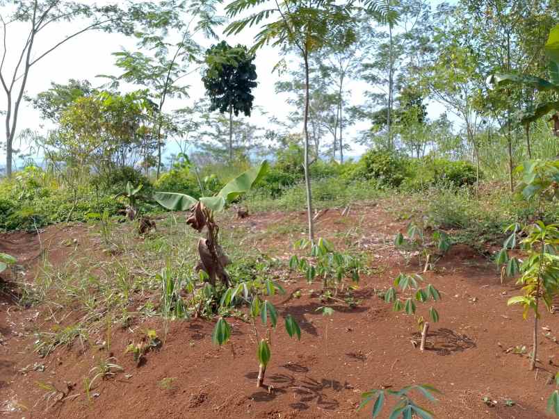 dijual tanah kebun produktif pinggir jalan