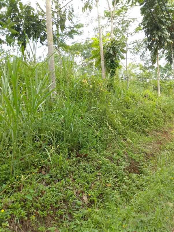 dijual tanah kebun produktif pinggir jalan