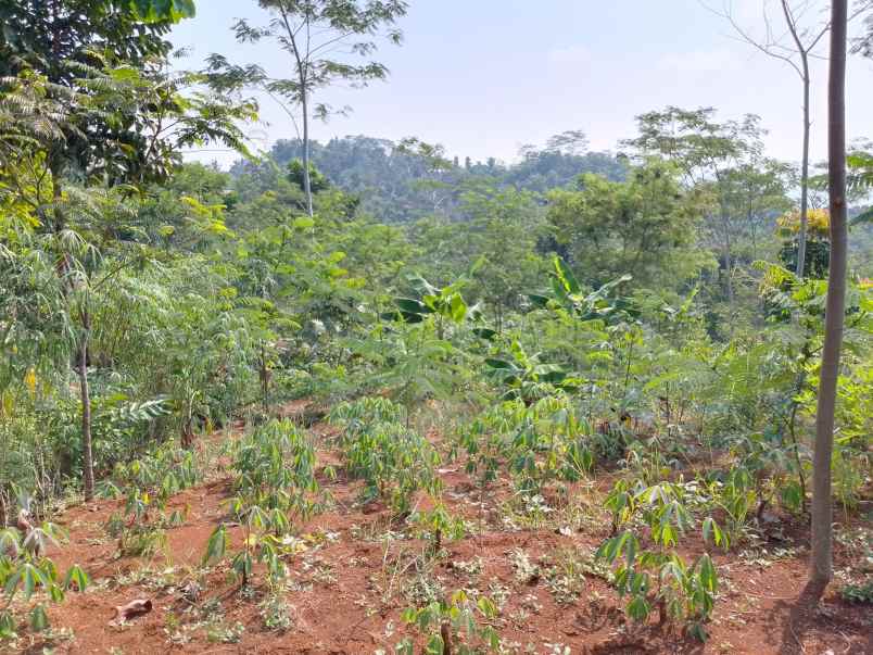 dijual tanah kebun produktif pinggir jalan
