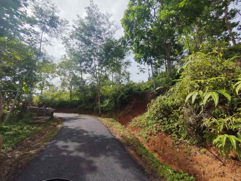 dijual tanah kebun produktif pinggir jalan