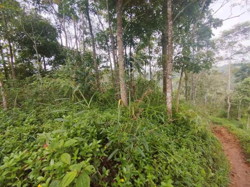 dijual tanah kebun produktif pinggir jalan