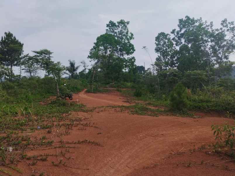 dijual tanah kebun produktif pinggir jalan