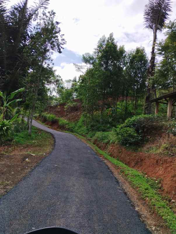 dijual tanah kebun produktif pinggir jalan
