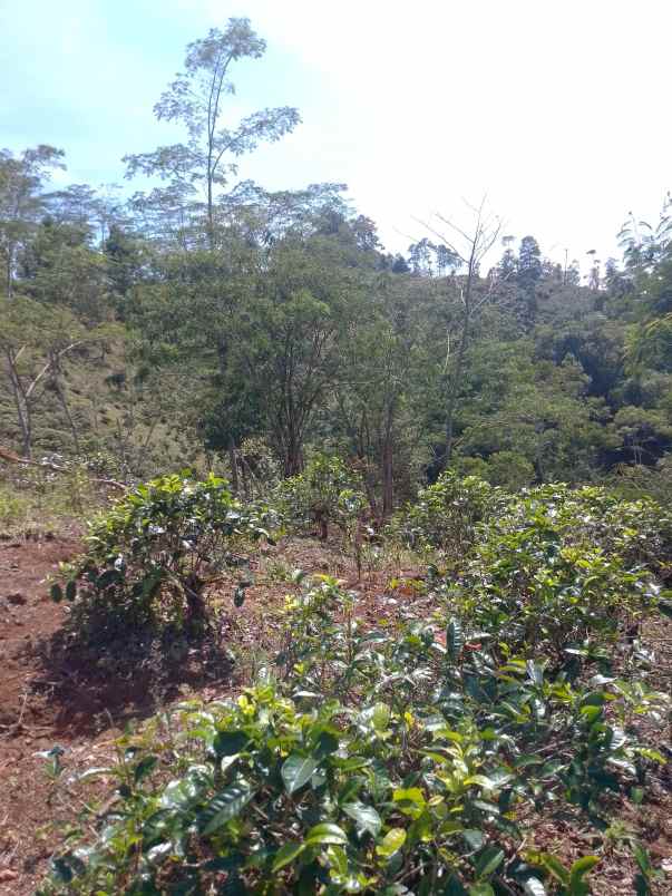 dijual tanah kebun produktif pinggir jalan