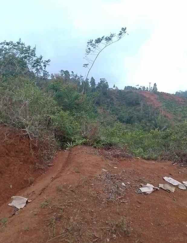 dijual tanah kebun produktif pinggir jalan