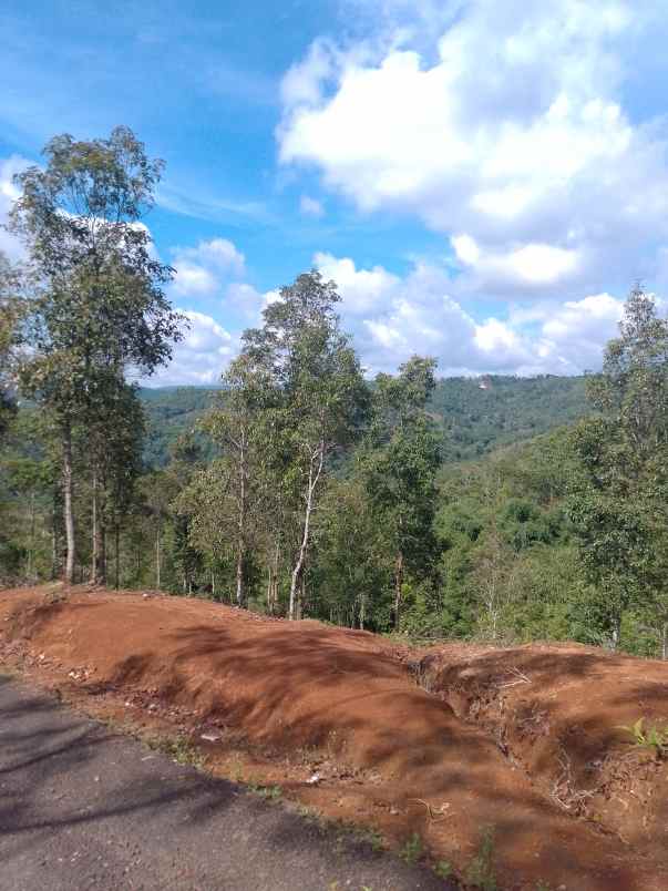 dijual tanah kebun produktif pinggir jalan